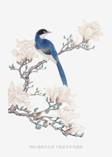 蓝鸟栖于玉兰花枝间