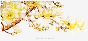 枝头绽放的金黄玉兰花