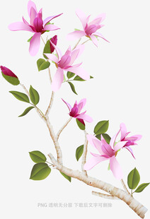 粉色花枝绽放的美丽瞬间