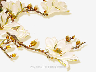 玉兰花枝特写