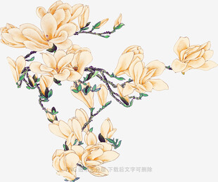 水墨风绽放的玉兰花枝