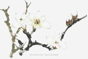 水墨白梅枝头绽放