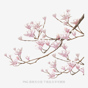 粉樱绽放枝头
