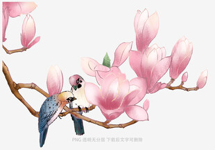 玉兰花枝上的鸟儿