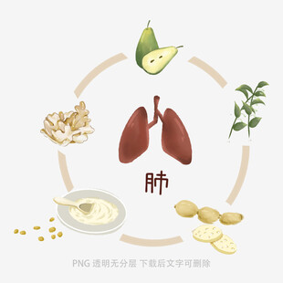 润肺食材环绕肺部示意图