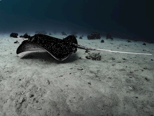 海底游动的神秘蝠鲼