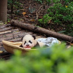 小熊猫