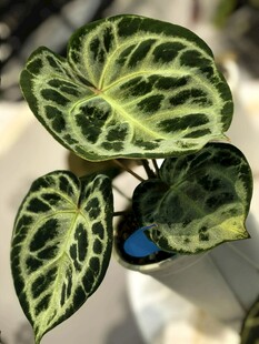 水晶花