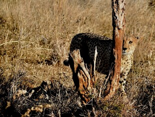 草原上的野犬靠树而立