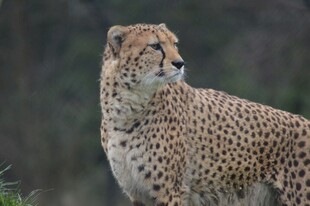 猎豹特写尽显野性魅力