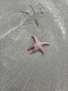沙滩上的粉色海星