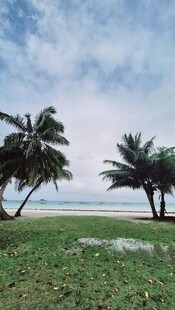 海边椰林美景