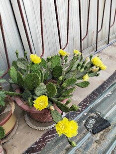 仙人掌花