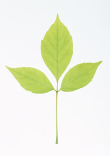 嫩绿三叶植物特写