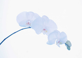 优雅淡蓝兰花枝