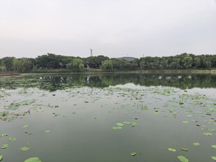 荷塘