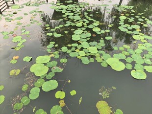 荷叶