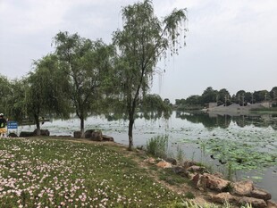 湖畔绿树