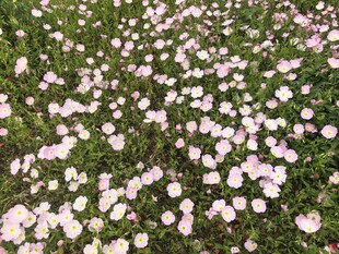 雏菊