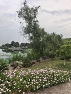 湖畔繁花