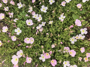 雏菊