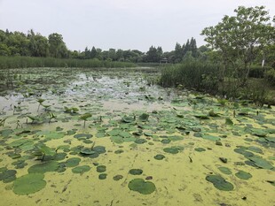 湖畔