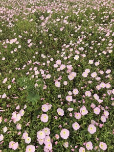 雏菊