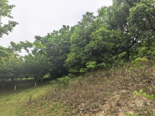 树林