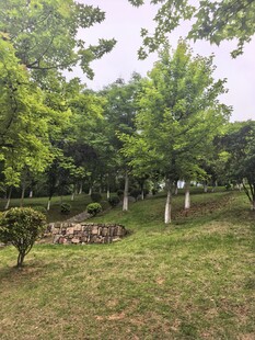 树林