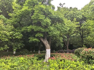 树林