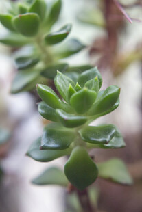 翠绿多肉植物特写