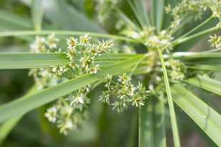 风车草细节特写