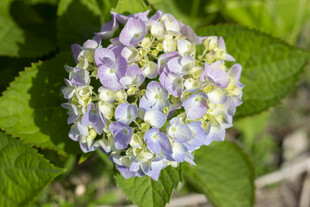 淡紫色绣球花八仙花