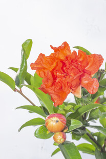 艳丽石榴花绽放枝头