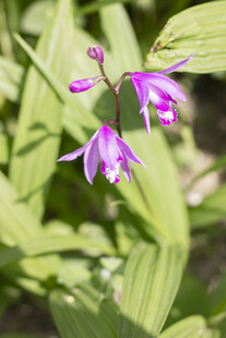 白芨紫色兰花绽放绿叶间