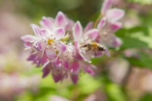 粉花溲疏与蜜蜂