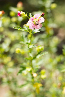 小木槿花