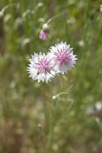 矢车菊