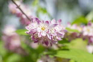 粉花溲疏