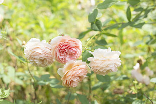 娇艳绽放的多色月季花