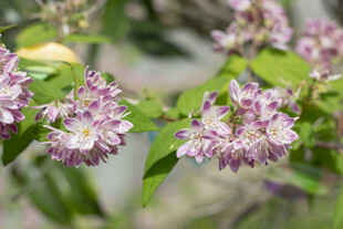 粉花溲疏花朵