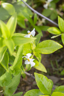 络石花风车茉莉花