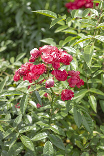 鲜艳红色月季花绽于绿叶间