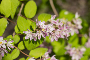 粉花溲疏