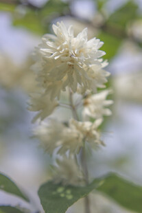 重瓣溲疏白色花朵特写