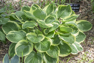 金边玉簪绿植特写