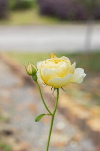 黄色月季花特写