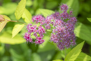 粉花绣线菊