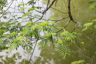 湖畔翠绿合欢树枝与倒影