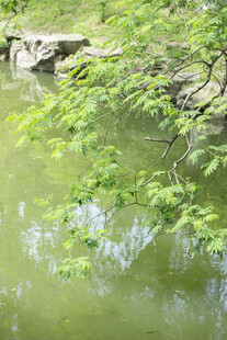 合欢探水枝条